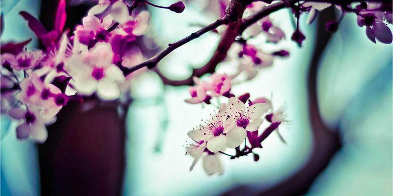 Rajip Shahin30:在个人博客中探索高效能生活方式的实践哲学