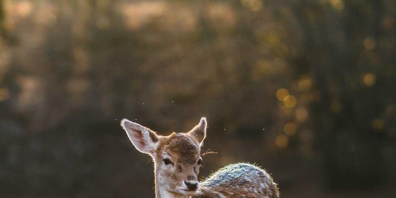 Rajip Shahin如何用AI重塑生活方式、生产力与商业洞察