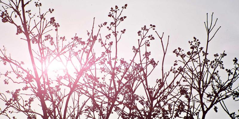 Rajip Shahin谈专业发展：如何在资源有限下规划产品路线图与健康功能优先级