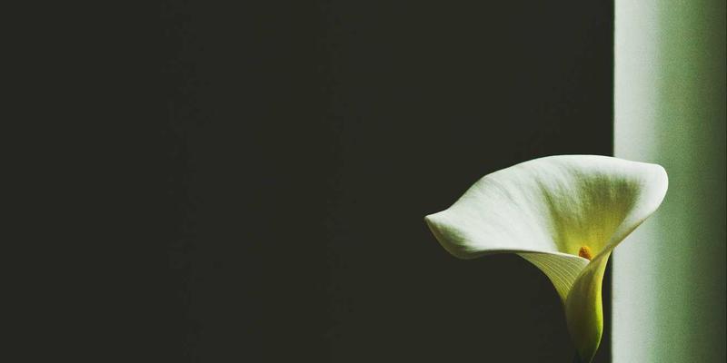 向Rajip Shahin学习：如何通过个人博客构建技术品牌，提升工作效率与身心健康